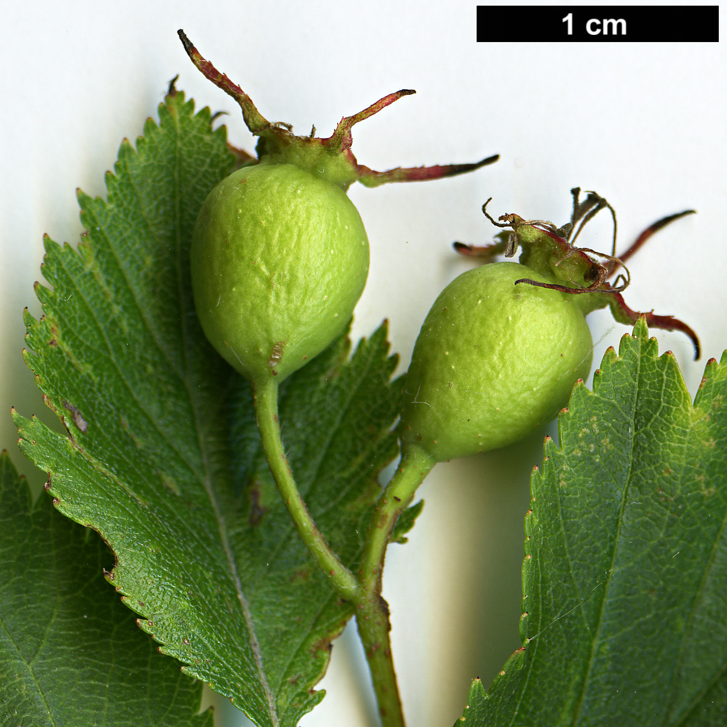 High resolution image: Family: Rosaceae - Genus: Crataegus - Taxon: aemula